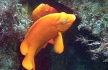 Gulf of Aqaba Snorkeling Tours