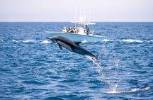 Private 2hr Supreme Whale/Dolphin Watching Tour, Newport Beach CA