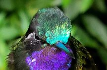 Birdwatching Tour in Tapantí National Park 