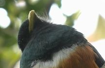 Birdwatching Tour in Tapantí National Park 