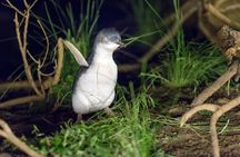 Phillip Island Penguin and Koala Highlights Day-Trip from Melbourne
