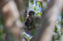 North Stradbroke Island Private Tour with Pickup