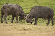 4 days 3 nights Safari- Tarangire, Serengeti and Ngorongoro Crater 