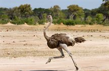 4 days 3 nights Safari- Tarangire, Serengeti and Ngorongoro Crater 