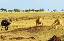 4 days 3 nights Safari- Tarangire, Serengeti and Ngorongoro Crater 
