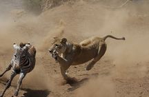 4 days 3 nights Safari- Tarangire, Serengeti and Ngorongoro Crater 