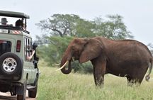 2-Day Serengeti Safari Tour from Mwanza with Transportation