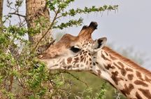 2-Day Serengeti Safari Tour from Mwanza with Transportation