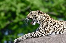 2-Day Serengeti Safari Tour from Mwanza with Transportation