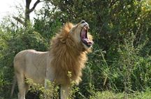 2-Day Serengeti Safari Tour from Mwanza with Transportation