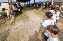 Small Group Cheese Making and Tasting from the Island of Baleares