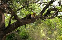 Discover the Pilanesberg with a personalized full day safari