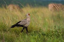 Discover the Pilanesberg with a personalized full day safari
