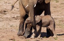 Discover the Pilanesberg with a personalized full day safari
