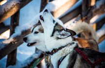 Arctic Animals Combo Safari, Reindeer and Husky Adventure