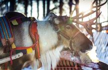 Arctic Animals Combo Safari, Reindeer and Husky Adventure