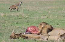 Day trip to Ngorongoro crater