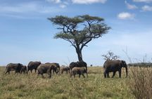 Day trip to Ngorongoro crater