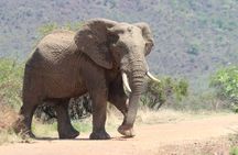 Pilanesberg Nature Reserve