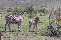Pilanesberg Nature Reserve