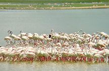 3 Days 2 Nights Private Amboseli Safari