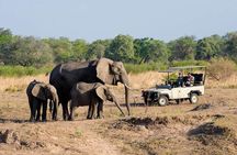 Game Drives in the Zambezi National Park