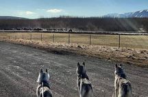 Hiking with Husky in Akureyri (private)