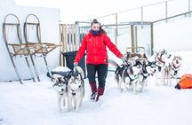 Dogsledding, near Akureyri