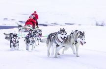 Dogsledding, near Akureyri