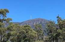 Easy Bike Tour - Mt Wellington Summit Descent & Rainforest Ride