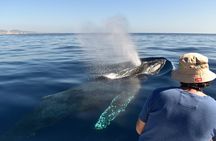 Whale Watching Experience