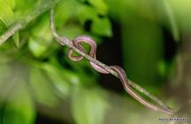 Nocturnal Secrets: A Mangrove Adventure