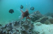 Snorkeling at Dimaniyat Islands and Dolphin Watching