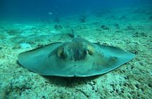 Snorkeling at Dimaniyat Islands and Dolphin Watching
