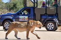 Private Full Day Safari l Kruger National Park from Hazyview or Skukuza