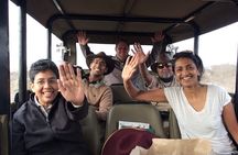Kruger National Park l Private Afternoon Safari from Hazyview