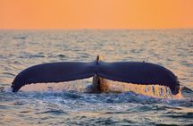 Whale & Dolphin Watching, Turtle Snorkeling