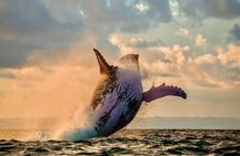 Whale & Dolphin Watching, Turtle Snorkeling