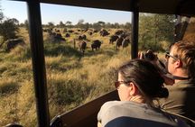 Private Morning Game Drive from Hazyview l Kruger National Park