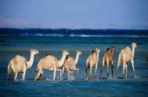 Private trip to wadi el Gemal from Marsa Alam