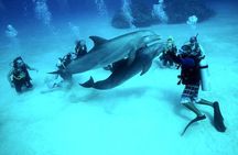 Scuba Diving Open Water PADI Course - Sharm El Sheikh