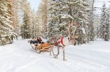 Santa's Reindeer & Husky Safari + Aurora BBQ in Rovaniemi