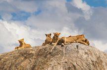 2-Day Private Guided Tour to Tarangire and Ngorongoro