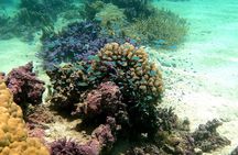 Private Excursion with E-Board in Moorea with snorkeling