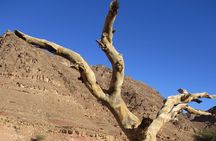 Camel Tour from Dahab