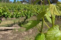 Private Orange Trike Wine Tasting Tour