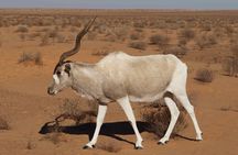 Descouver the wildlife of Sous Massa by 4x4 & Admission tickets 