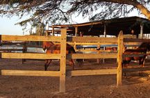 Horseback Riding Wariruri Beach Tour in Aruba