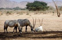 Descouver the wildlife of Sous Massa by 4x4 & Admission tickets 