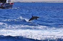 Hula Hula island Snorkeling Sea Trip, Lunch, Water Sport-Hurghada